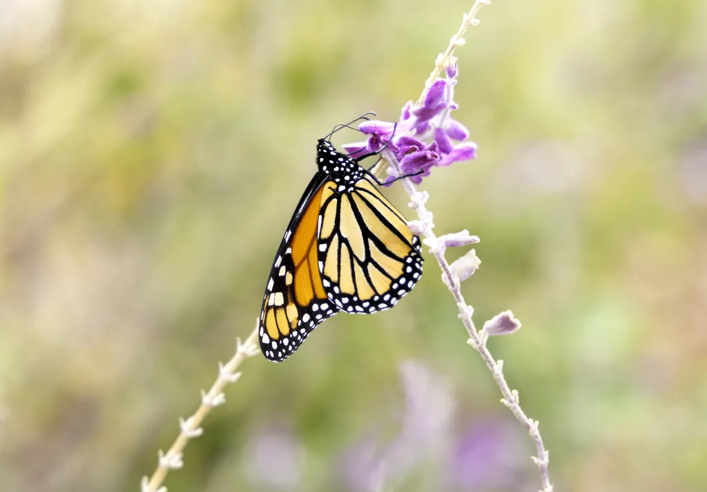 butterfly on the flower
